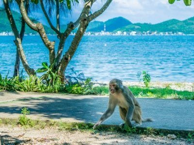 Paradises Resorts