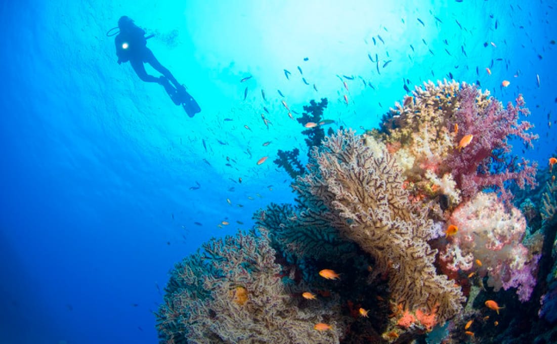 yas-scuba-2